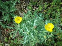 Attēlu rezultāti vaicājumam “Papaver argemone fruit”