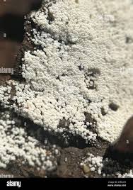 Attēlu rezultāti vaicājumam “Henningsomyces candidus”