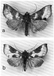 Attēlu rezultāti vaicājumam “Diachrysia tutti”