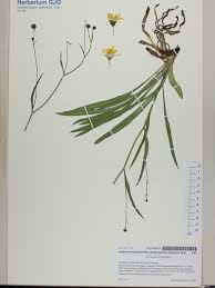 Attēlu rezultāti vaicājumam “Conioselinum tataricum”