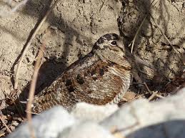 Attēlu rezultāti vaicājumam “Scolopax rusticola eggs”
