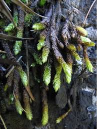 Attēlu rezultāti vaicājumam “Cirriphyllum piliferum sporophyte”