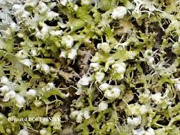 Attēlu rezultāti vaicājumam “Physcia adscendens”