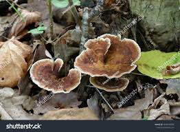 Attēlu rezultāti vaicājumam “Onnia tomentosa”