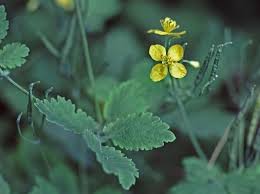 Attēlu rezultāti vaicājumam “Chelidonium majus bud”