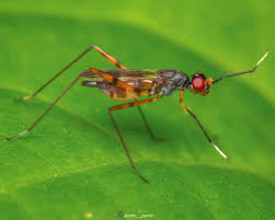 Attēlu rezultāti vaicājumam “Micropezidae”