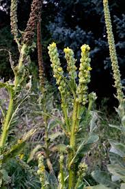 Attēlu rezultāti vaicājumam “Verbascum thapsus bud”
