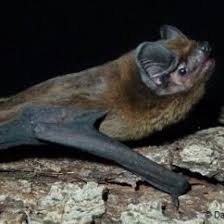 Attēlu rezultāti vaicājumam “Nyctalus leisleri”