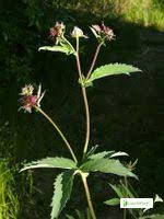 Image result for Rosengewächse