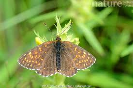 Attēlu rezultāti vaicājumam “Mellicta athalia upperside”