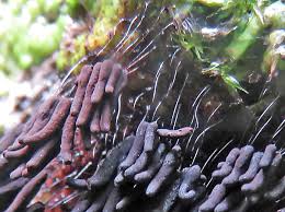 Attēlu rezultāti vaicājumam “Stemonaria irregularis macro”