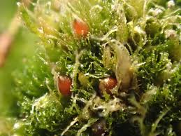 Attēlu rezultāti vaicājumam “Ephemerum serratum sporophyte”