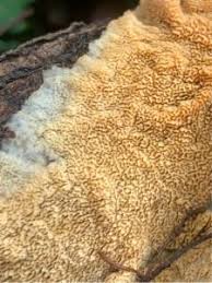 Attēlu rezultāti vaicājumam “Steccherinum fimbriatum”