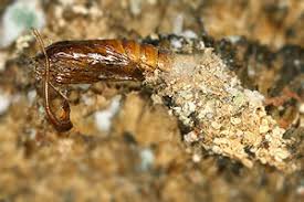 Attēlu rezultāti vaicājumam “Morophaga choragella”