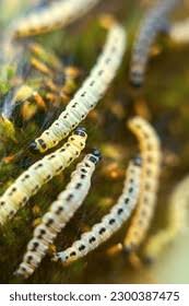 Attēlu rezultāti vaicājumam “Yponomeuta evonymella larva”