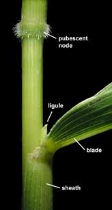 Attēlu rezultāti vaicājumam “Leersia oryzoides”