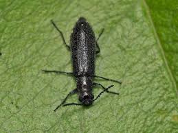 Attēlu rezultāti vaicājumam “Dasytes sp.”