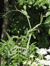 Attēlu rezultāti vaicājumam “Lathyrus latifolius leaf”