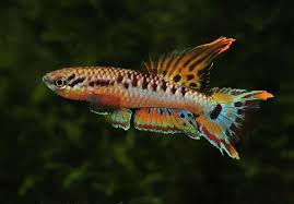 Image result for Aphyosemion