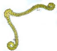 Attēlu rezultāti vaicājumam “Orthotrichum affine var. affine sporophyte”