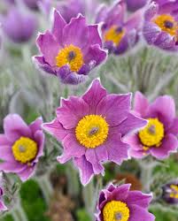 Attēlu rezultāti vaicājumam “Pulsatilla pratensis flower”