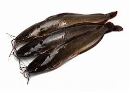 Image result for Ariopsis felis