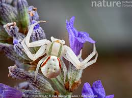 Attēlu rezultāti vaicājumam “Misumena vatia”