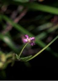 Attēlu rezultāti vaicājumam “Epilobium montanum”