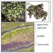Attēlu rezultāti vaicājumam “Dermatocarpon luridum”