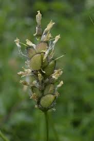 Attēlu rezultāti vaicājumam “Astragalus danicus fruit”