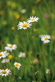 Image result for Chrysanthemum leucanthemum