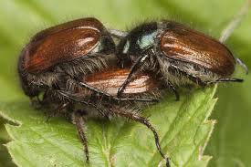 Attēlu rezultāti vaicājumam “Phyllopertha horticola imago”