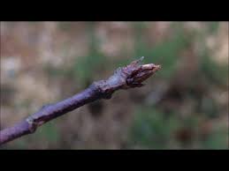 Attēlu rezultāti vaicājumam “Frangula alnus bud”