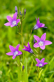 Image result for Campanula patula