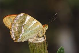 Attēlu rezultāti vaicājumam “Argynnis paphia larva”