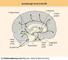 Image result for seotonie
