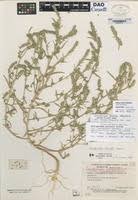 Attēlu rezultāti vaicājumam “Corispermum hyssopifolium”