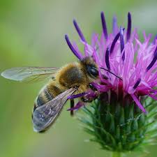Attēlu rezultāti vaicājumam “Apis mellifera”