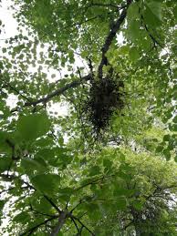 Attēlu rezultāti vaicājumam “Taphrina betulina”