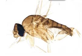 Attēlu rezultāti vaicājumam “Phoridae”