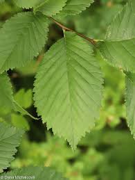 Attēlu rezultāti vaicājumam “Ulmus minor”