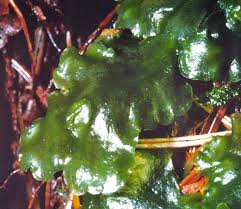 Attēlu rezultāti vaicājumam “Pellia”