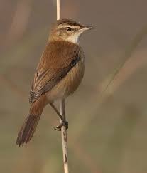 Image result for Acrocephalus agricola