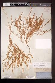 Attēlu rezultāti vaicājumam “Corispermum hyssopifolium fruit”