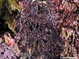 Attēlu rezultāti vaicājumam “Rhodophyta”