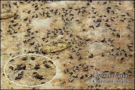 Attēlu rezultāti vaicājumam “Alyxoria varia”