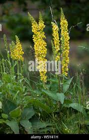 Image result for Königskerzen