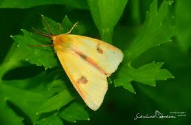 Attēlu rezultāti vaicājumam “Diacrisia sannio male”