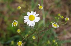 Attēlu rezultāti vaicājumam “Matricaria chamomilla”