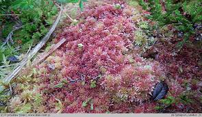 Attēlu rezultāti vaicājumam “Sphagnum rubellum”